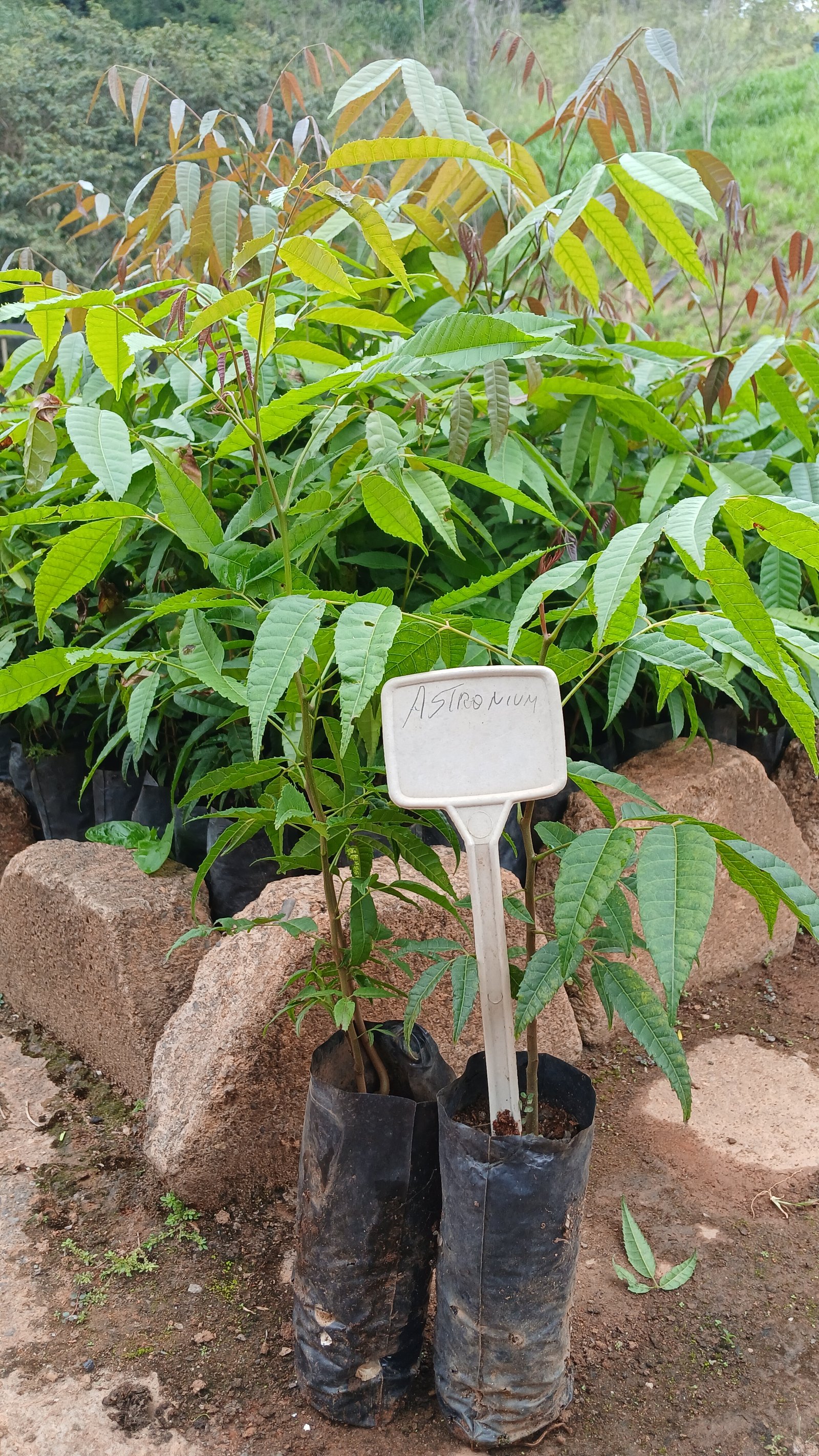 Astronium (Gonçalo-Alves)